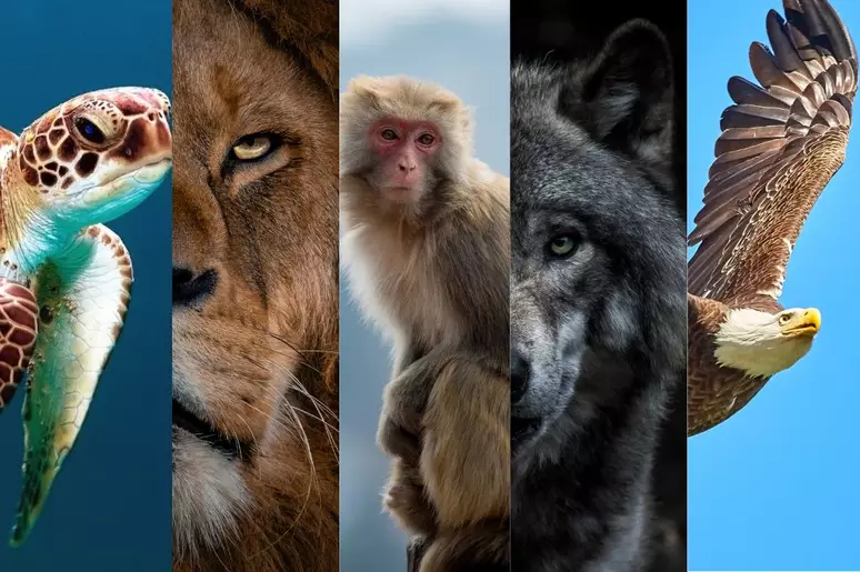 Encontre Seu Guia Animal Xamânico