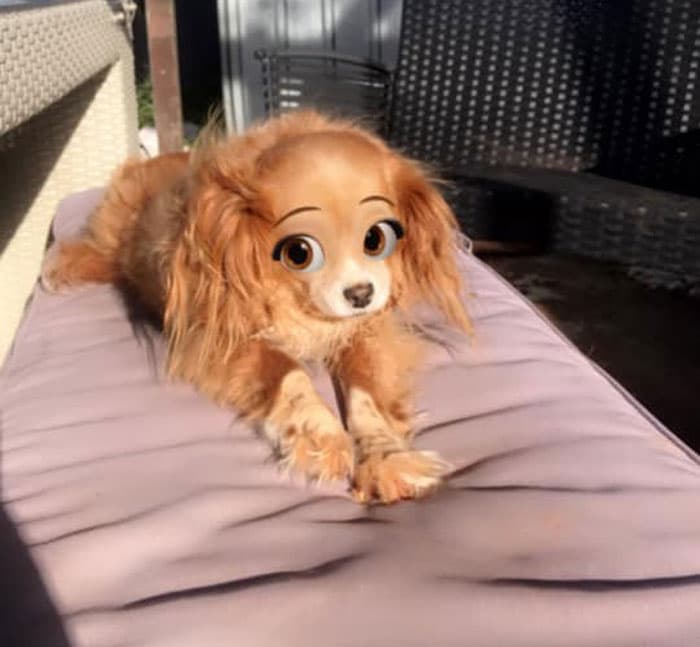 Adicione filtros fofos ao pet em 30s