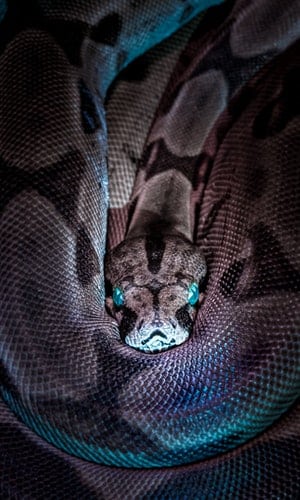 Descubra Seu Animal Interior Hoje!