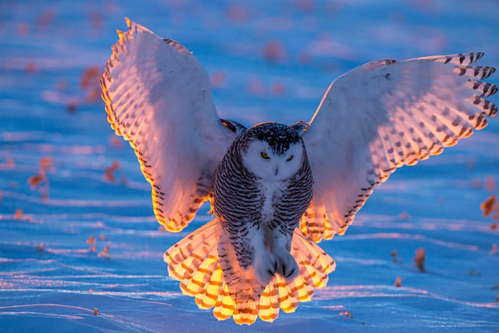 Descubra Seu Animal Interior Hoje!